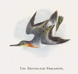 The Red-necked Phalarope